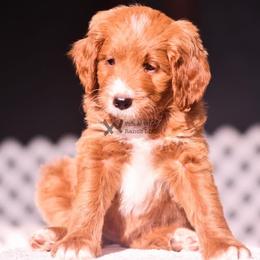 Turquoise - Red female Bernedoodle puppy in Macomb, Oklahoma from Fife and Wife Ranch LLC