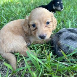 Green collar boy - Red male Dachshund puppy in Eustis, Florida from K8’s Dachshunds