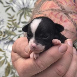 Girl 2 - Black and white female Chihuahua puppy in East Camden, Arkansas from RoyAl