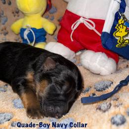 Quade Navy Collar - Black and red male German Shepherd puppy in Hillsboro, Indiana from Salty Raccoon Ranch German Shepherds