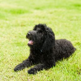 Sheepadoodle Puppies from Riley Grace Puppies