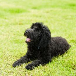 Sheepadoodle Puppies from Riley Grace Puppies