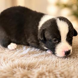 Homer the Herder - Black and white male Cardigan Welsh Corgi puppy in Omaha, Arkansas from DnD Corgis