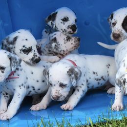 Dalmatians from Drake's Dalmatians