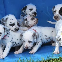 Dalmatians from Drake's Dalmatians