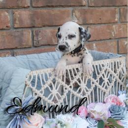 Edmund - White and black male Dalmatian puppy in Mount Vernon, Missouri from Spots & Spirals