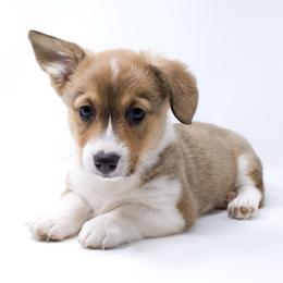 Feliz - Health Tested Parents - Vet Checked - Red female Pembroke Welsh Corgi puppy in Santa Monica, California from Limitless Huskies