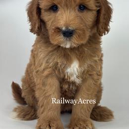 Mindy - Red  female Goldendoodle puppy in Milford, Indiana from Railway Acres Kennel