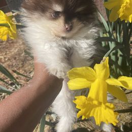 Pomeranian Puppies from Tea-Cake Pomeranians of The Carolinas