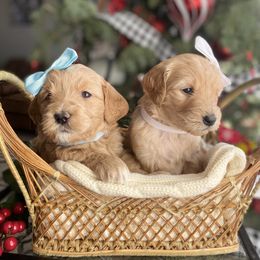 Goldendoodle Puppies from Doodle Love ❤️