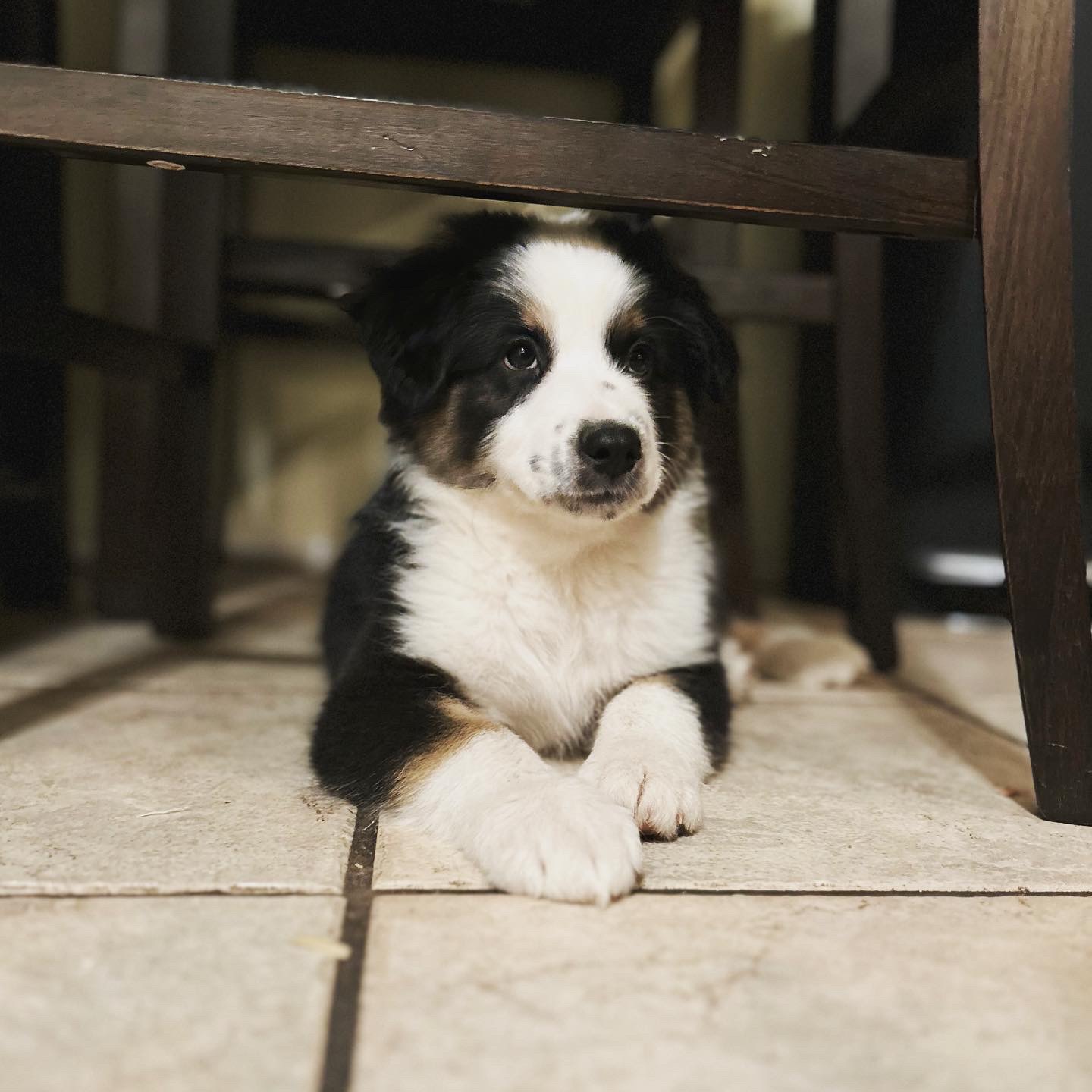 Australian Shepherd Puppies from Lovable Little Aussies