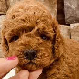 Goldendoodles from My Awesome Rover