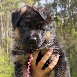 Chanel - Black and red female German Shepherd puppy in Harvard, Illinois from Aus Dem Meer German Shepherds