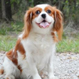 Lady - Cavalier King Charles Spaniel