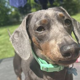 Dachshunds from Mammoth Cave Dachshunds