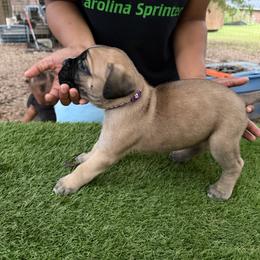 Purple girl - Fawn female Cane Corso puppy in Saluda, South Carolina from Brooks Imperial Corso