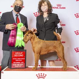 Star - Irish Terrier