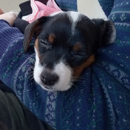 Russell Terrier Puppies from Frog Hollow Farm