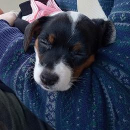 Russell Terrier Puppies from Frog Hollow Farm