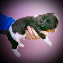 English Toy Spaniel Puppies from Skyline