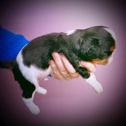 English Toy Spaniel Puppies from Skyline