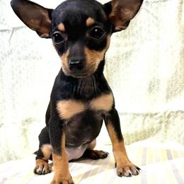 RAYA - Black and tan female Chihuahua puppy in Bell, Florida from BellCrist Aussies