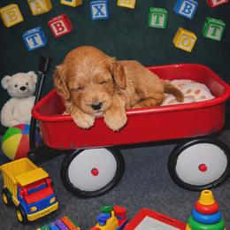 Anastasia - Red  female Goldendoodle puppy in Boise, Idaho from Goldendoodle Baby