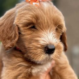 Aussiedoodle, Bernedoodle, Goldendoodle, and Poodle Puppies from K Brand Doodles