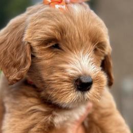 Aussiedoodle, Bernedoodle, Goldendoodle, and Poodle Puppies from K Brand Doodles