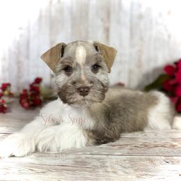 Miniature Schnauzer Puppies from Silver Sage Schnauzers
