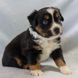 Ares - Black tri male Miniature Australian Shepherd puppy in Philpot, Kentucky from Miller Hill Mini American Shepherds and Mini Australian Shepherds