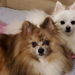 Pomeranians from Angel Pomeranians