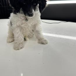 Wallen - Parti male Poodle puppy in Gainesville, Florida from Pipsqueak Mansion Poodles