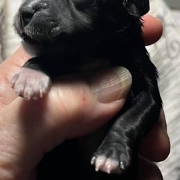 Bella (yellow collar) - Black female Miniature Schnauzer puppy in Port Orchard, Washington from Silver Bells Miniature Schnauzers