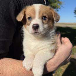 Maple - Blue female Pembroke Welsh Corgi puppy in Paxton, Illinois from McGovern Family Corgis