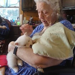 Pomeranian and Pomsky Puppies from Spillman's Specialty Breeding