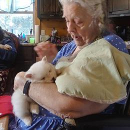 Pomeranian and Pomsky Puppies from Spillman's Specialty Breeding