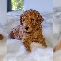 Goldendoodles from East Coast English Goldendoodles