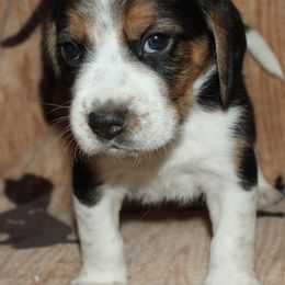 Reno Sacramento Winchestor - Black tan and white male Beagle puppy in Spring Creek, Nevada from Battleborn Aussies and Beagles