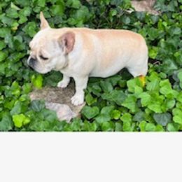 French Bulldog Puppies from Debbie Beck