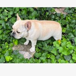 French Bulldog Puppies from Debbie Beck