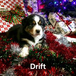 Drift - Black tri-color male Australian Shepherd puppy in Kenton, Tennessee from Carrotwood Australian Shepherds