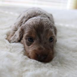 Miracle - Fawn (isabella) and tan female Dachshund puppy in Peebles, Ohio from Cave Valley Hounds