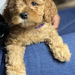 Cockapoo and Goldendoodle Puppies from Puppy Power Kennels