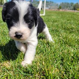 Carol - Black and white female Assorted Doodle Crosses puppy in Blackfoot, Idaho from Lucky Pup Meadows