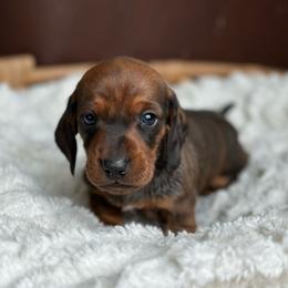 Porthos - Red male Dachshund puppy in Crystal, Michigan from Mare-Bella Smoothcoat Edition
