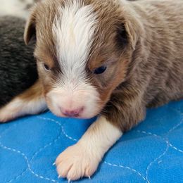 Dexter - Blue merle male Miniature Australian Shepherd puppy in Norco, California from Joyfulpuppies