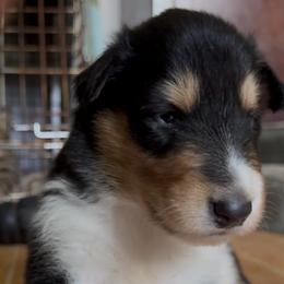 Bianca - Black white and tan female Collie puppy in Malvern, Arkansas from Lost Acres Collies