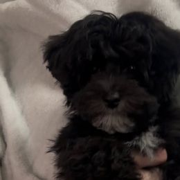 Yorkipoos from Yorkidoodle Dandies