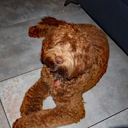 Winnie - Australian Labradoodle